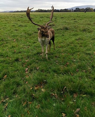 Dove avvistare cervi selvatici a Dublino, Irlanda. Dal blog di sabidanna.com