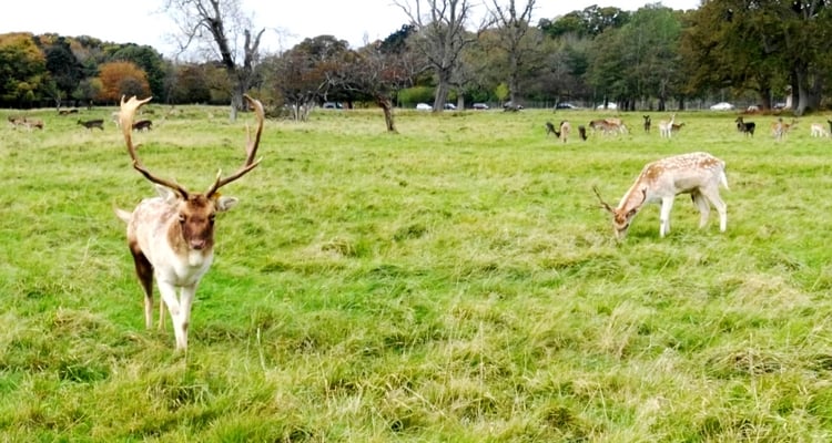 Where to spot wild deer in Dublin: let's enjoy the beautiful Phoenix Park