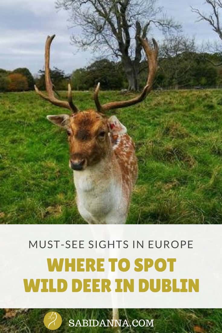 Where to spot wild deer in Dublin: let's enjoy the beautiful Phoenix Park