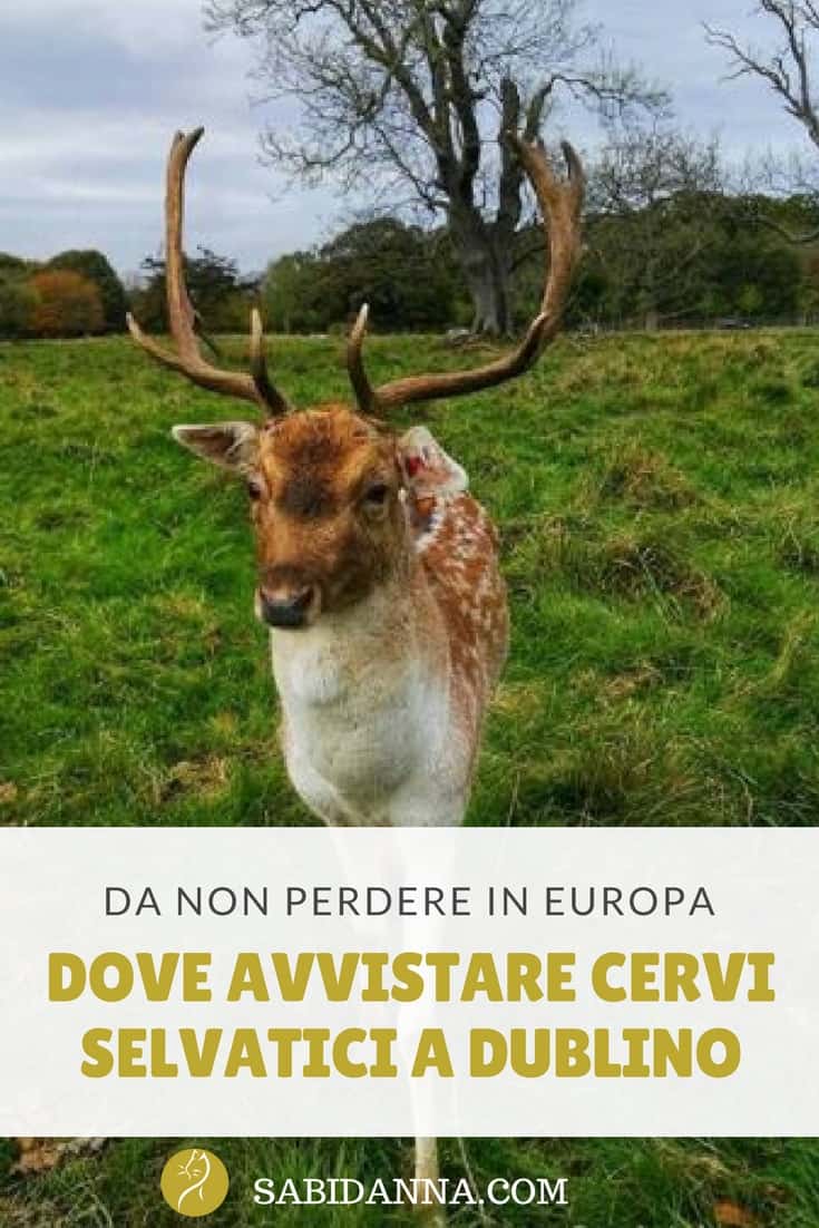 Dove avvistare cervi selvatici a Dublino, Irlanda. Dal blog di sabidanna.com