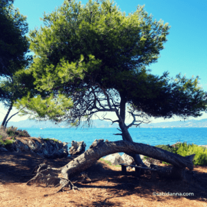 Isola di Santo Onorato, Cannes. Un'oasi naturale in Costa Azzurra, Francia. Dal blog di sabidanna.com